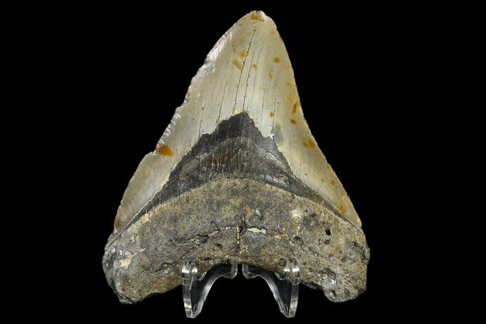 Fossil Megalodon Tooth - North Carolina #119433